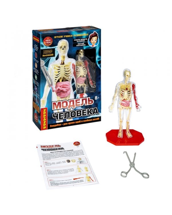 Набор для опытов. Модель человека