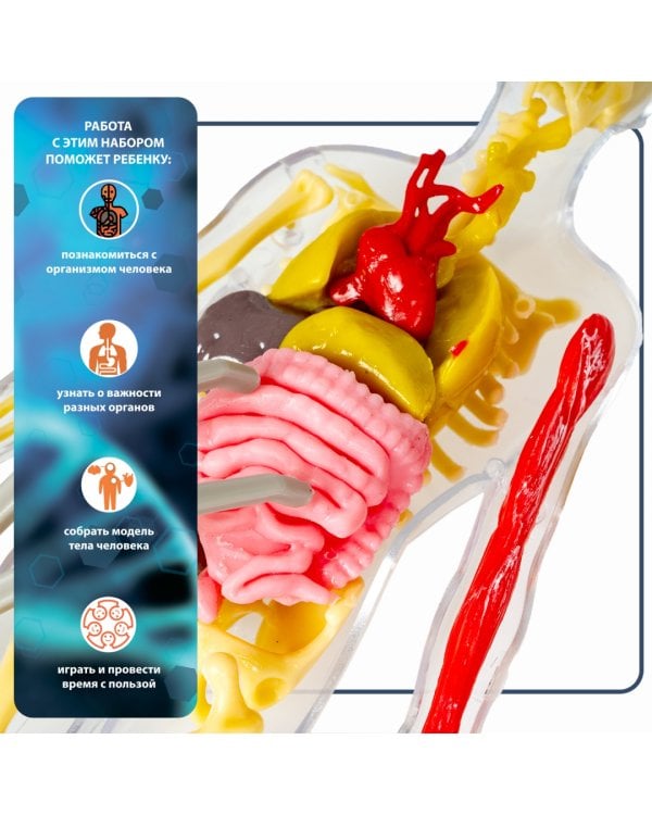 Набор для опытов. Модель человека