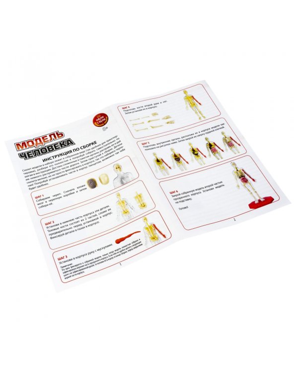 Набор для опытов. Модель человека