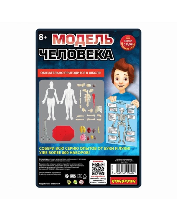 Набор для опытов. Модель человека