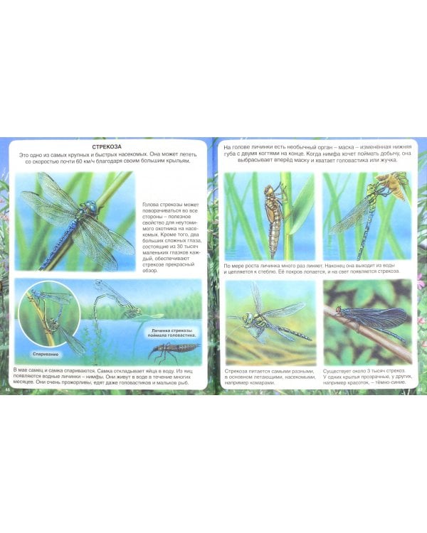 Самые маленькие животные