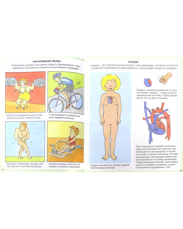 Тело человека