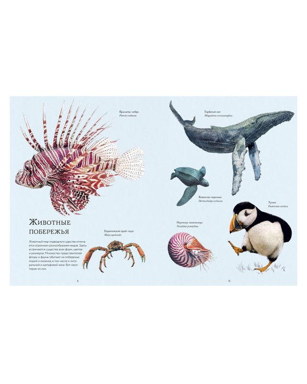 Океан и его обитатели