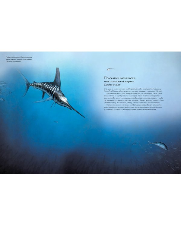 Океан и его обитатели