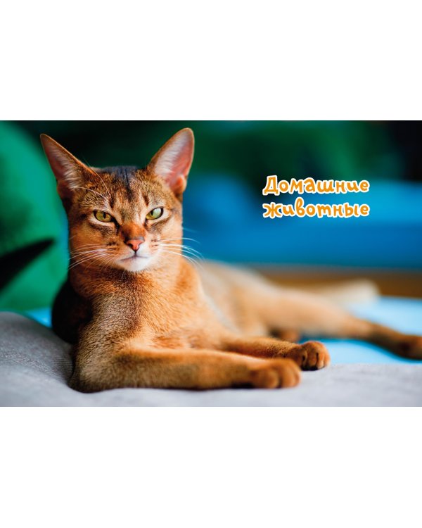 Моя любимая книга о животных