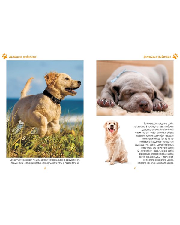 Моя любимая книга о животных