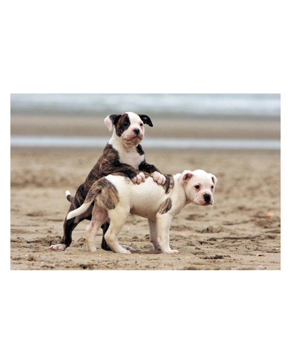 Моя любимая книга о животных