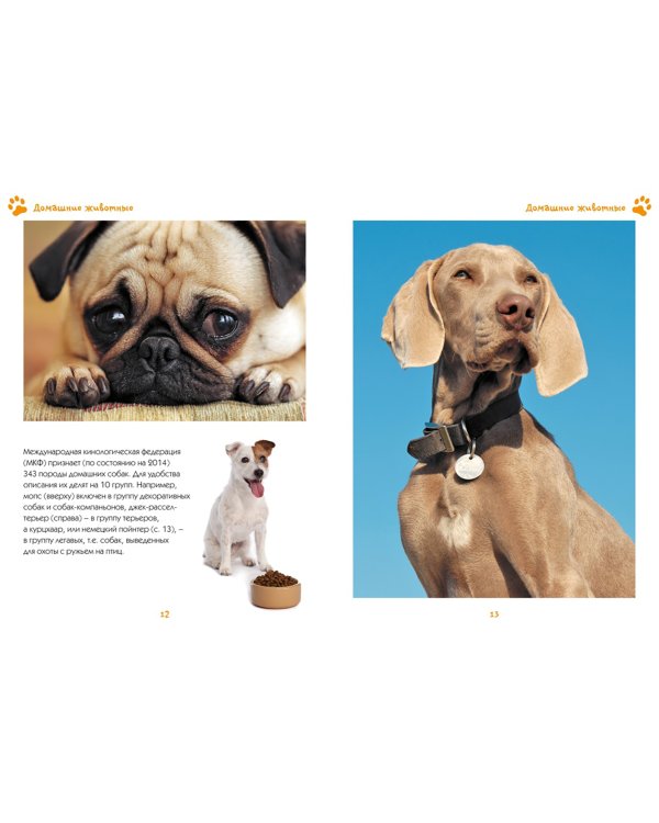 Моя любимая книга о животных