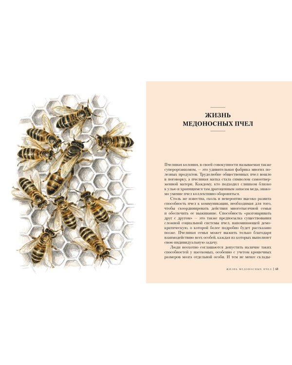 Пчелы.Что человек и пчелы значат друг для друга