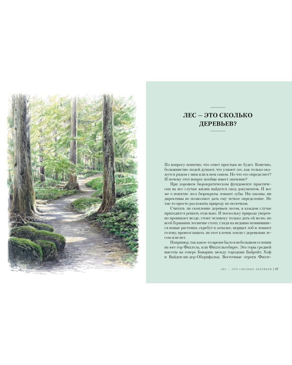 Лес. Как устроена лесная экосистема