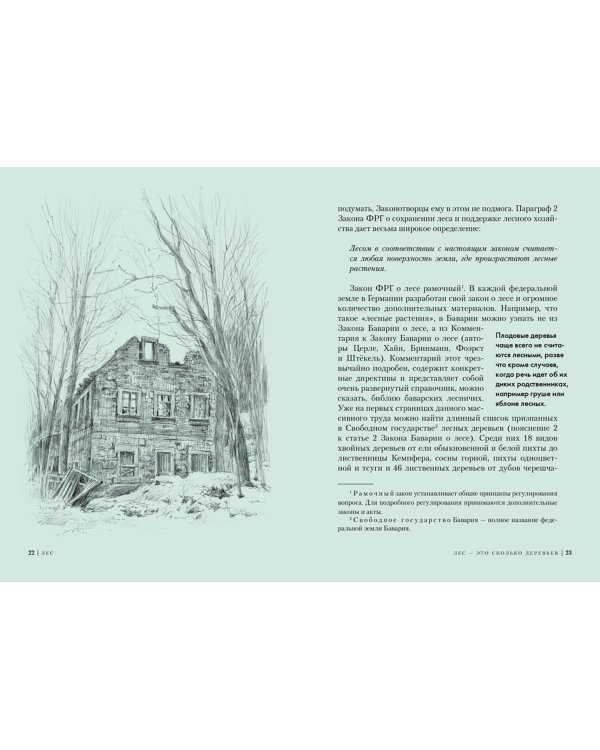 Лес. Как устроена лесная экосистема