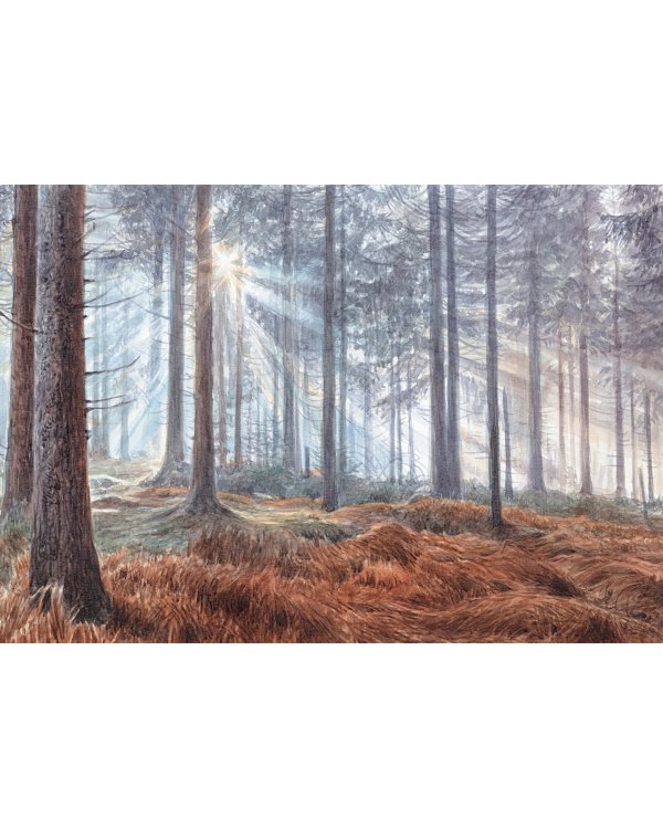 Лес. Как устроена лесная экосистема