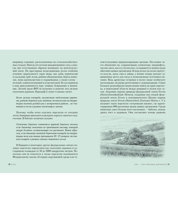 Лес. Как устроена лесная экосистема