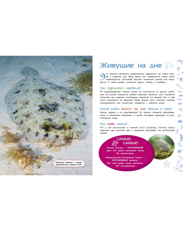 Морские животные