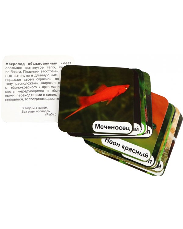 Аквариумные рыбки. 12 развивающих карточек с красочными картинками, стихами и загадками для занятий