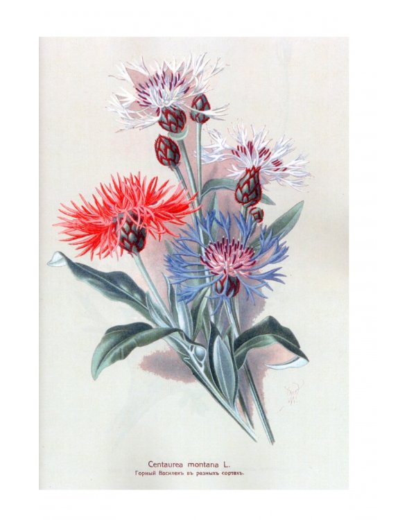 Садовые многолетники. Наиболее красивые