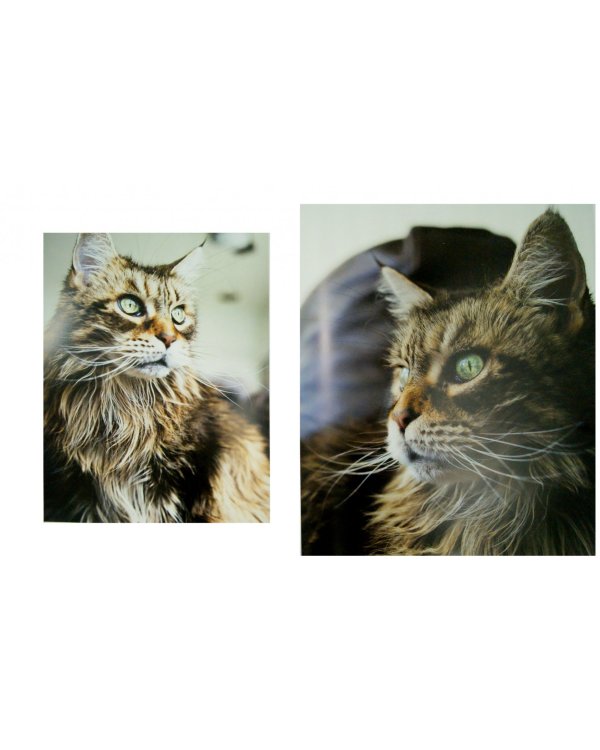 Кошки. Иллюстрированная энциклопедия