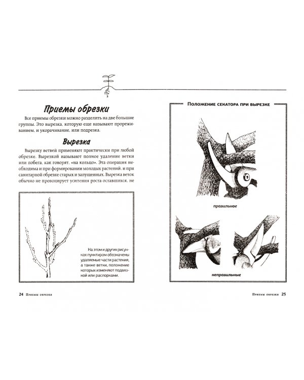 Садовая обрезка. Особенности обрезки плодовых растений и кустарников своими руками