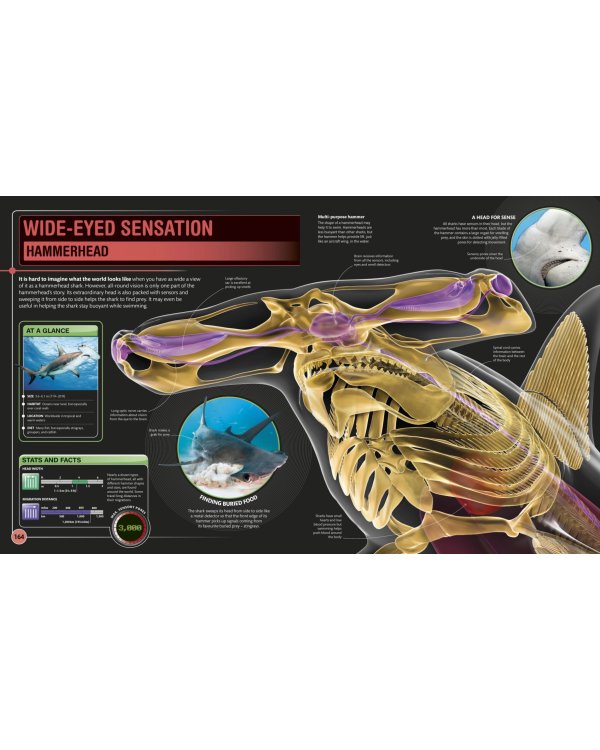 Super Shark and Other Creatures of the Deep