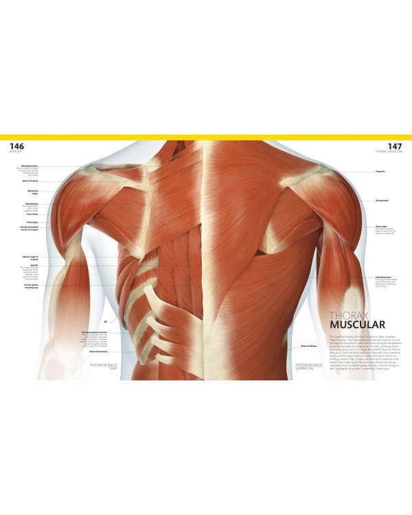 The Complete Human Body. The Definitive Visual Guide