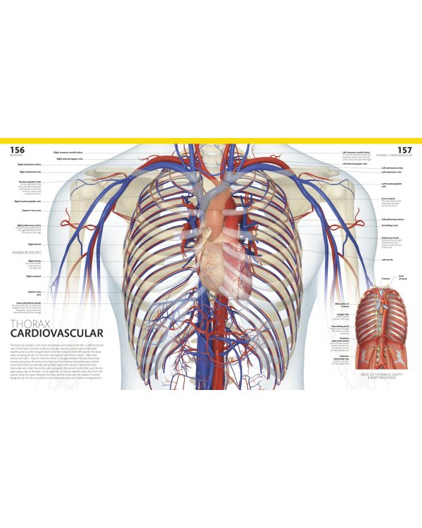The Complete Human Body. The Definitive Visual Guide