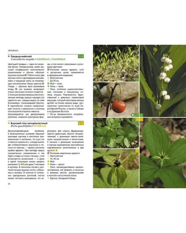 Травянистые растения средней полосы России. Фотоопределитель