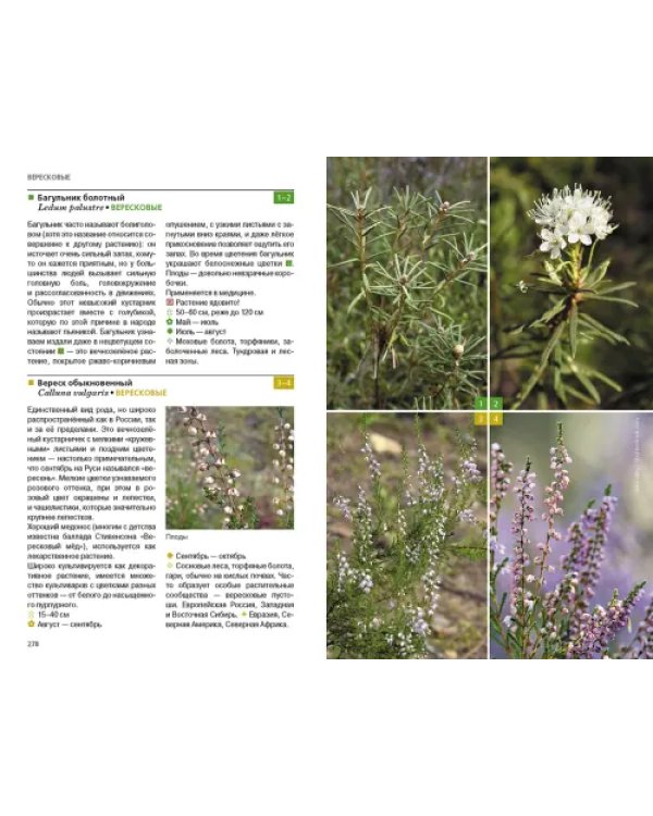 Травянистые растения средней полосы России. Фотоопределитель