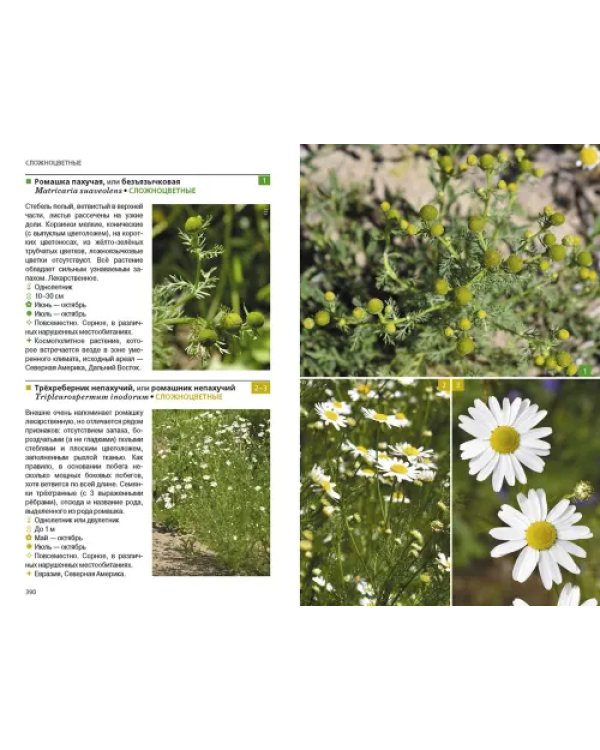 Травянистые растения средней полосы России. Фотоопределитель