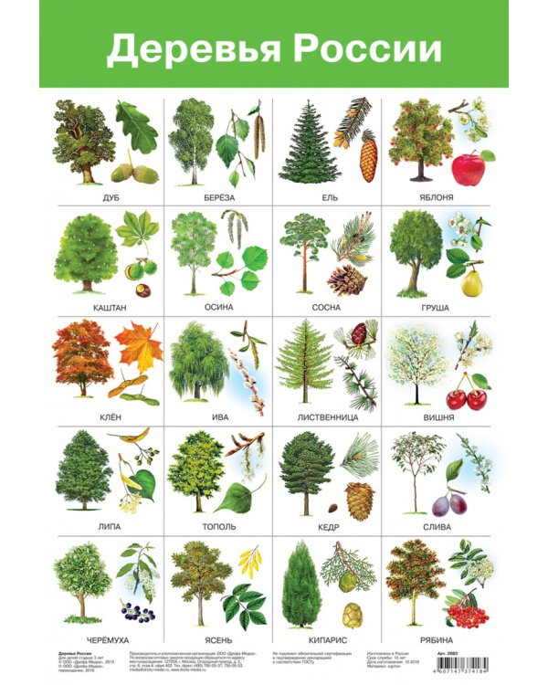 Комплект из 8 обучающих плакатов. Живая природа