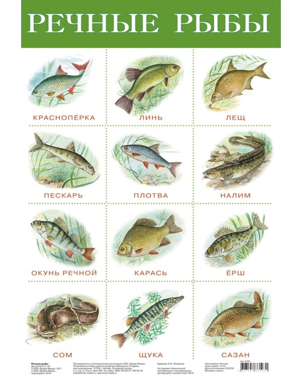 Комплект из 8 обучающих плакатов. Живая природа