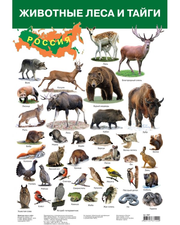 Комплект из 8 обучающих плакатов. Живая природа