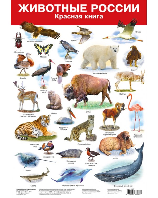 Комплект из 8 обучающих плакатов. Живая природа