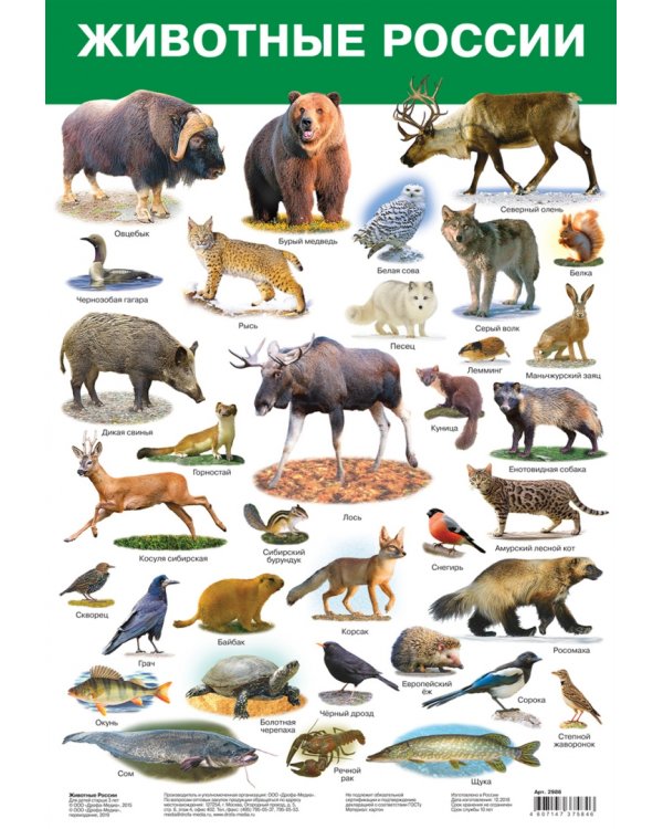 Комплект из 8 обучающих плакатов. Живая природа