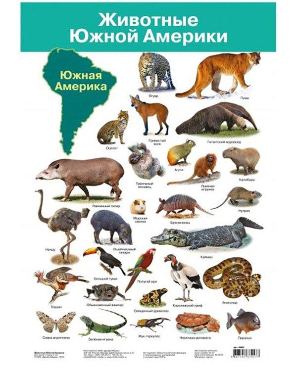 Комплект из 8 обучающих плакатов. Живая природа