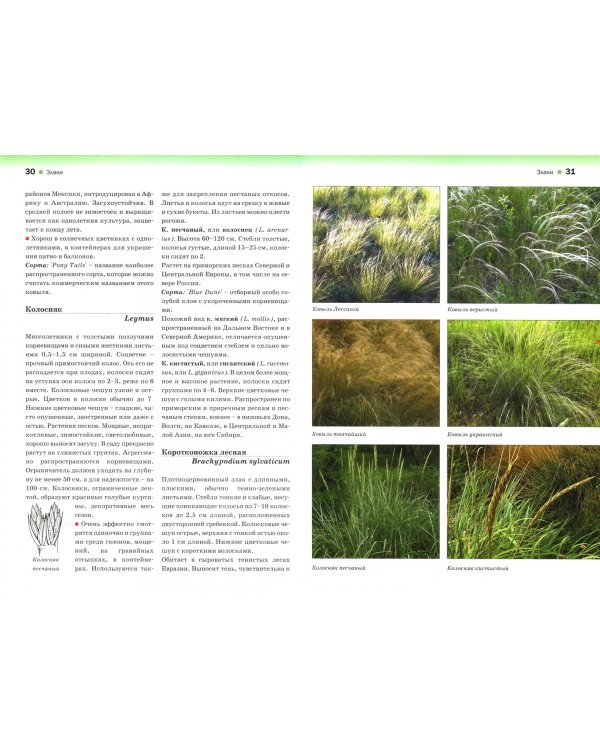 Декоративные травы. Атлас-определитель