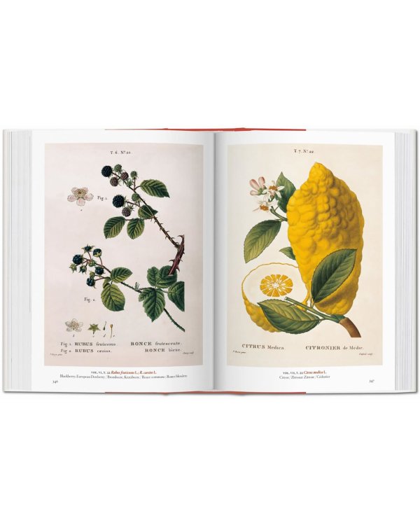 A Garden Eden. Masterpieces of Botanical Illustrat