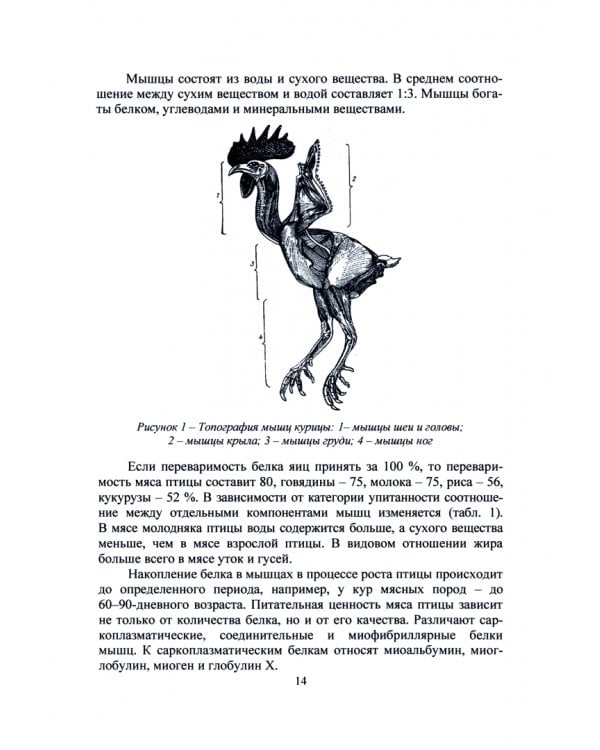 Переработка мяса птицы и кроликов