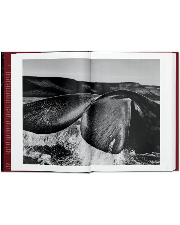 Sebastiao Salgado. Genesis