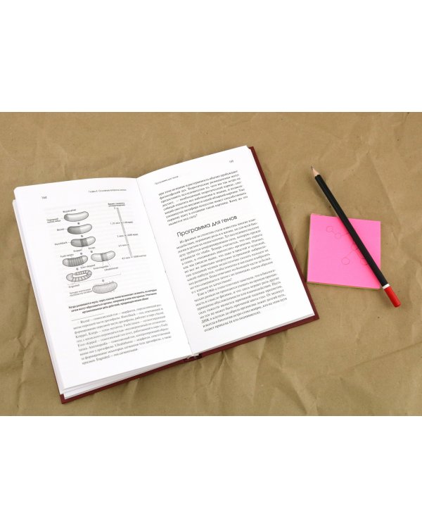 Встречаются два гена. Что такое гены и как они влияют на нашу жизнь