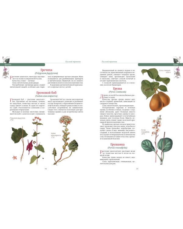 Русский травник