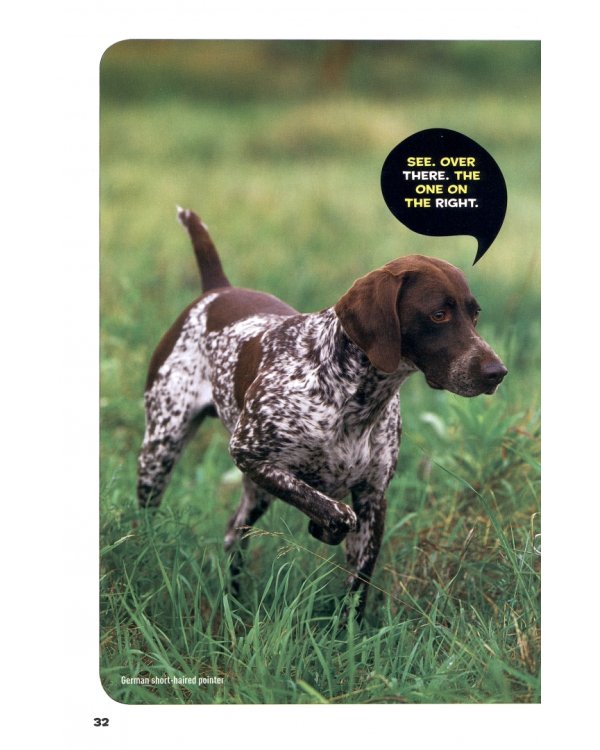 How To Speak Dog. A Guide to Decoding Dog Language