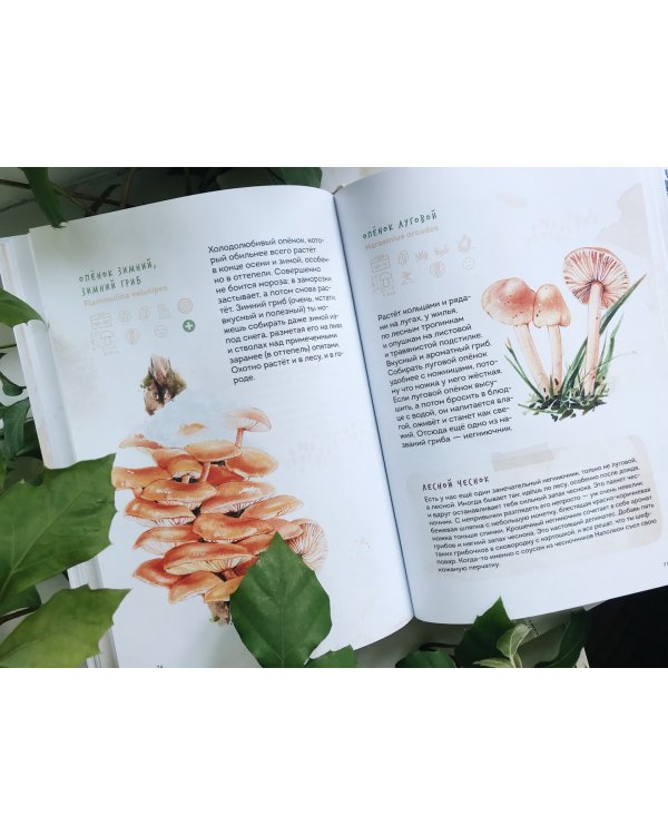 Грибы. Атлас-определитель