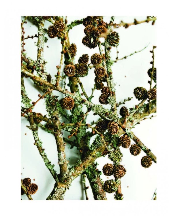 Главные блюда зимы. Рождественские истории и рецепты (специи)