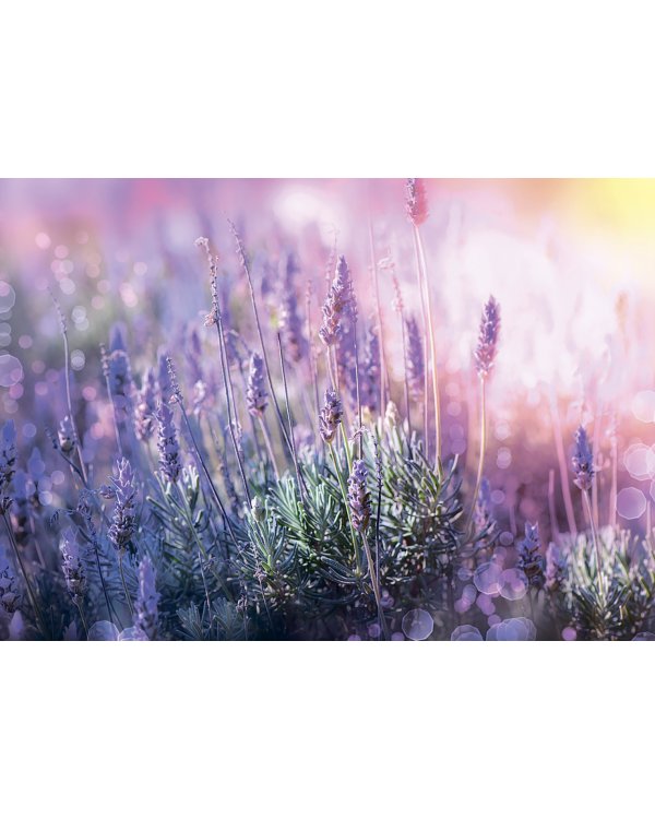 Пазл-500 Звуки лаванды