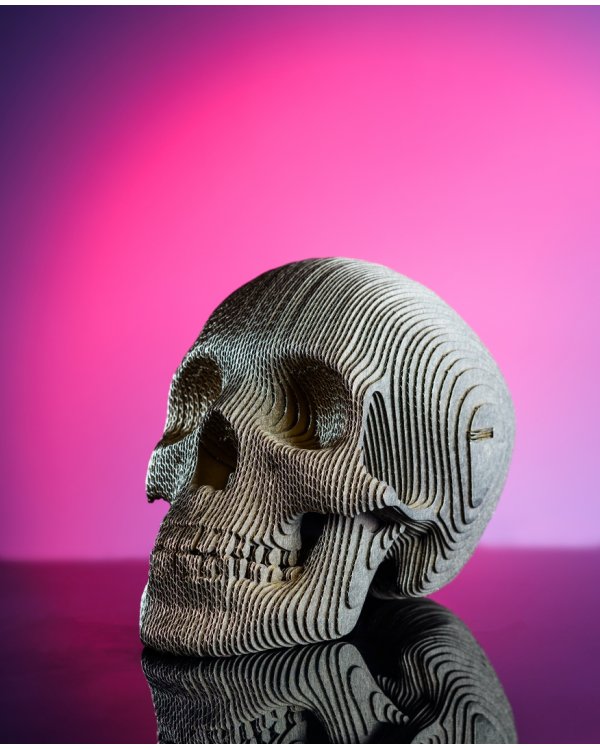 3D конструктор. Сборный череп. Роджер