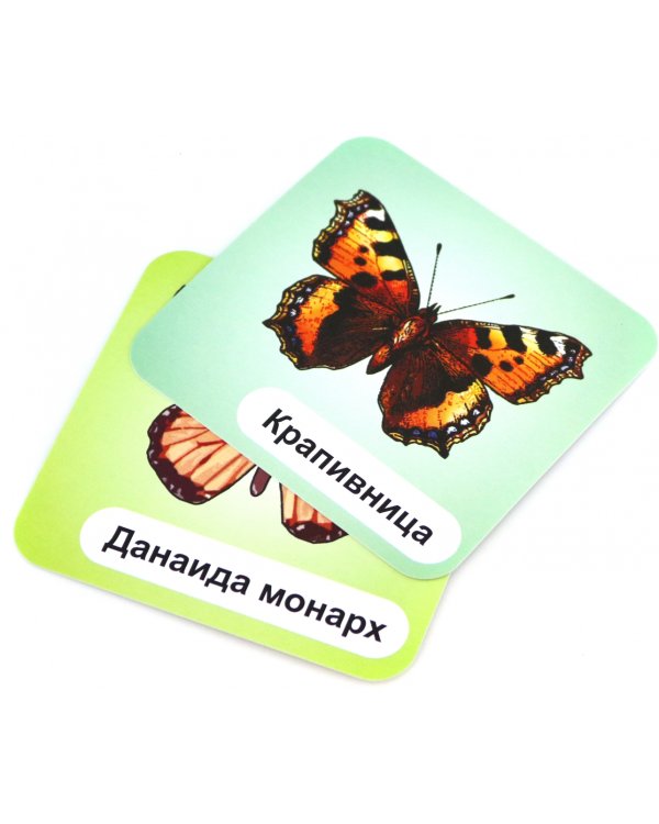 Бабочки. 12 развивающих карточек с красочными картинками, стихами и загадками для занятий с детьми