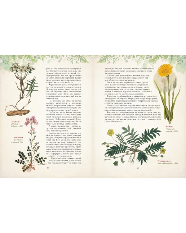 Дары русского леса. Грибы, ягоды и целительные растения