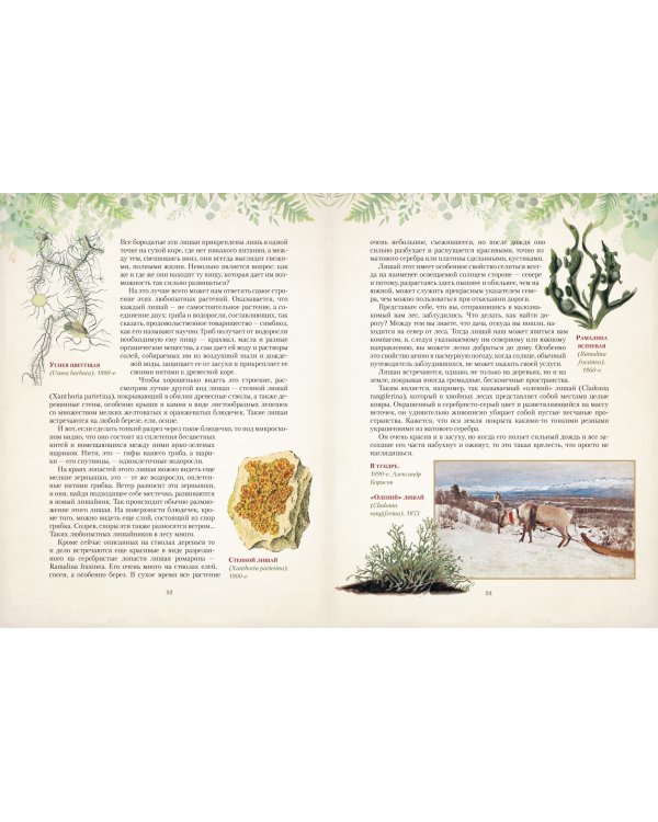 Дары русского леса. Грибы, ягоды и целительные растения