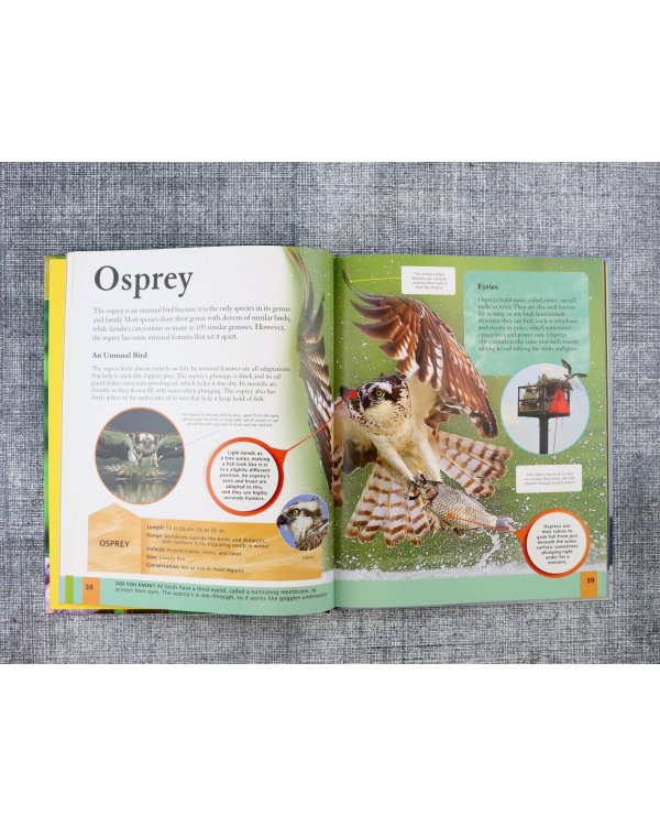 Children's Encyclopedia of Birds