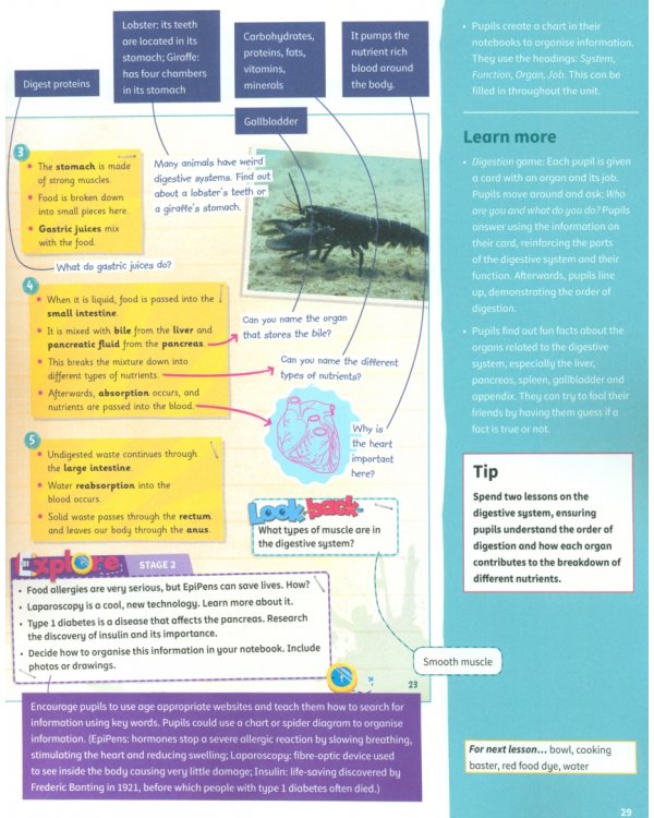 Science Skills. Level 6. Teacher's Book with Downloadable Audio